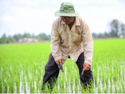 Notable imprints of rice farmers in the Mekong Delta