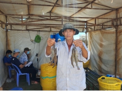 What do shrimp farmers expect in each crop?