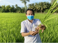 Rice straws and microbial products - the fertilizer-saving combo