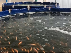 Hệ thống mô-đun khép kín nuôi cá rô phi lấy cảm hứng từ nuôi gia cầm