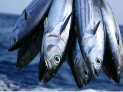 Tuna businesses redirected to the Middle East market