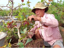 Lo cho vụ mai Tết năm sau