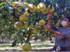 Planting fruit trees ‘the organic way’