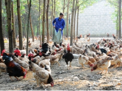 A new approach needed for humane farming