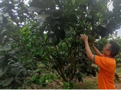 Farmers expect low profits from grapefruit sold for Tết