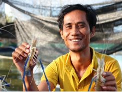 Chăm ethnic farmer raises prawns on arid land