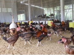 Local breeders shift to livestock biosecurity in Mekong Delta