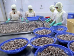 Squid and octopi exports increase, but raw materials lacking