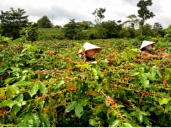 Khe Sanh Arabica coffee is about to enter the US market