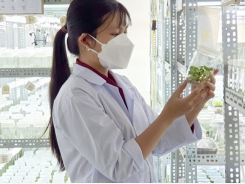 Cultivation of plant varieties by tissue culture technology