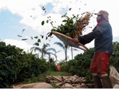 Coffee production hurts the planet - Scientists think they may have another way