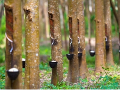 Rubber export to South Korea increased sharply