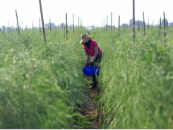 Organic green asparagus farming generates high income for Ninh Thuan farmers