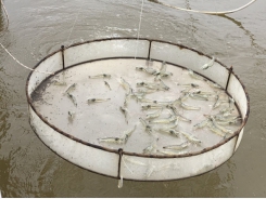 Bioproducts used to replace antibiotics in white leg shrimp farming with bio-safety