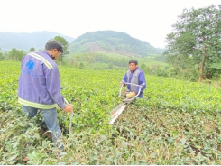 Chăm sóc chè đón lộc xuân