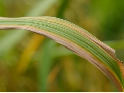 Quản lý bệnh hại lúa ở giai đoạn đòng trổ