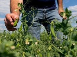 Field peas and the future of farming