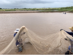 Sustainable livelihood model for shrimp farmers in Bac Lieu