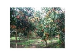 Xử Lý Chôm Chôm Ra Hoa Nghịch Vụ