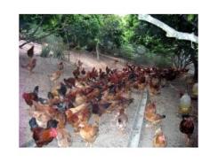 Nuôi Gà Ji DABACO Hiệu Quả Cao