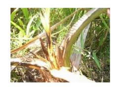 Bệnh Thối Đọt-Mối Nguy Hiểm Cho Các Vườn Dừa
