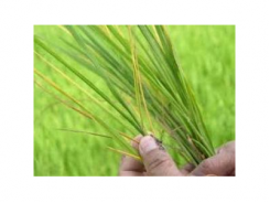 Bệnh Vàng Lá Trên Lúa