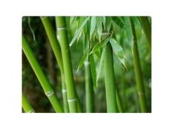 Nhân Giống Cây Tre Bằng Cấy Mô Ở Ống Nghiệm