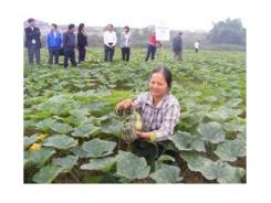 Giống Bí Đỏ F1- 868- Hướng Đi Mới Hiệu Quả