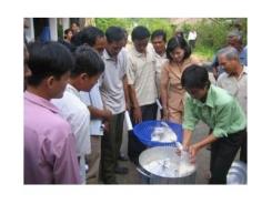Nấm Xanh Diệt Rầy Nâu Hiệu Quả