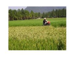 Châu Á: Các Chính Phủ Chạy Đua Nâng Giá Cao Su, Gạo