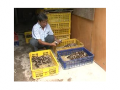 Nuôi Gà Sao, Hướng Xóa Nghèo Hiệu Quả