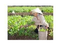 Mô Hình Sản Xuất Nông Sản Bằng Phân Hữu Cơ Vi Sinh