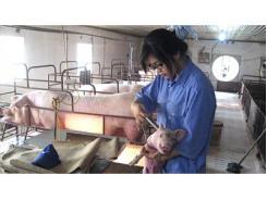 Hiệu Quả Từ Mô Hình Nuôi Lợn Theo Công Nghệ Thái Lan Ở Giao Thủy (Nam Định)