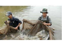 Tăng Cường Quản Lý Chất Lượng Giống Thủy Sản Ở Nam Định