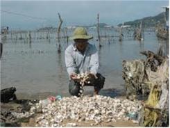 Đề Phòng Nghêu Chết Hàng Loạt - Khẩn Trương San Thưa Nghêu Giống, Thu Hoạch Nghêu Thịt Ở Bến Tre