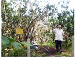 Một Giải Pháp Phòng Bệnh Sâu Đục Trái Bưởi