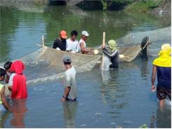 Siêu Giống Cá Rô Phi Giúp Nông Dân Philippines