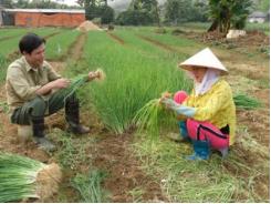 Làm Giàu Từ Trồng Rau Gia Vị