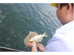 Cá Chết Hàng Loạt Ở Hồ Chứa 