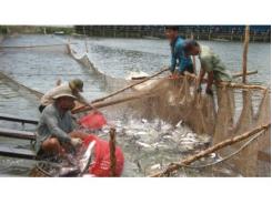 Cá Tra Việt Nam “Đủ Chuẩn” Vào Thị Trường Khó Tính