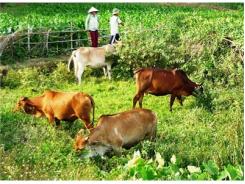 Vân Canh (Bình Định) Nỗ Lực Cải Tạo Đàn Bò