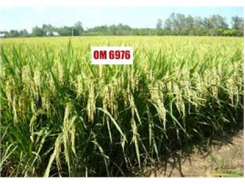 Giống Lúa OM 108-200 Được Đánh Giá Cao
