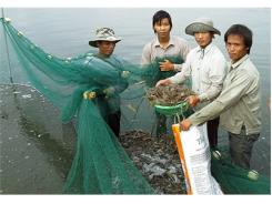 Để Con Tôm Đem Lại Giá Trị Kinh Tế Cao