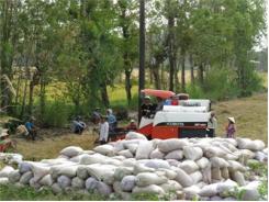 Giá Lúa Giảm Sâu, Nông Dân Gặp Khó
