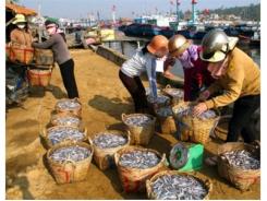 Ngư Dân Bình Thuận Trúng Đậm Mùa Cá Cơm Đầu Năm