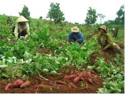 Những Kiểu Mua Hàng Khác Người Của Lái Buôn Trung Quốc