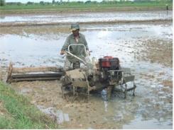 Bỏ Vụ Xuân Hè, Chuẩn Bị Làm Lúa Hè Thu