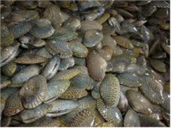 Mất Cơ Hội Xuất Khẩu Vì... Nguyên Tắc
