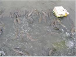 Mô Hình Nuôi Cá Lóc Trong Mùng Lưới Trên Sông Kết Hợp Cá Trê Vàng Gặt Cho Hiệu Quả Kinh Tế Cao