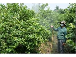 Sản Xuất Theo Hướng GAP, Đưa Sản Xuất Nông Nghiệp Theo Chiều Sâu